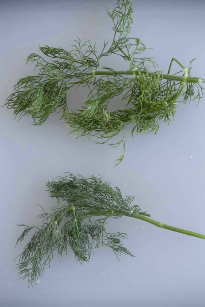 2 sprigs of fresh dill