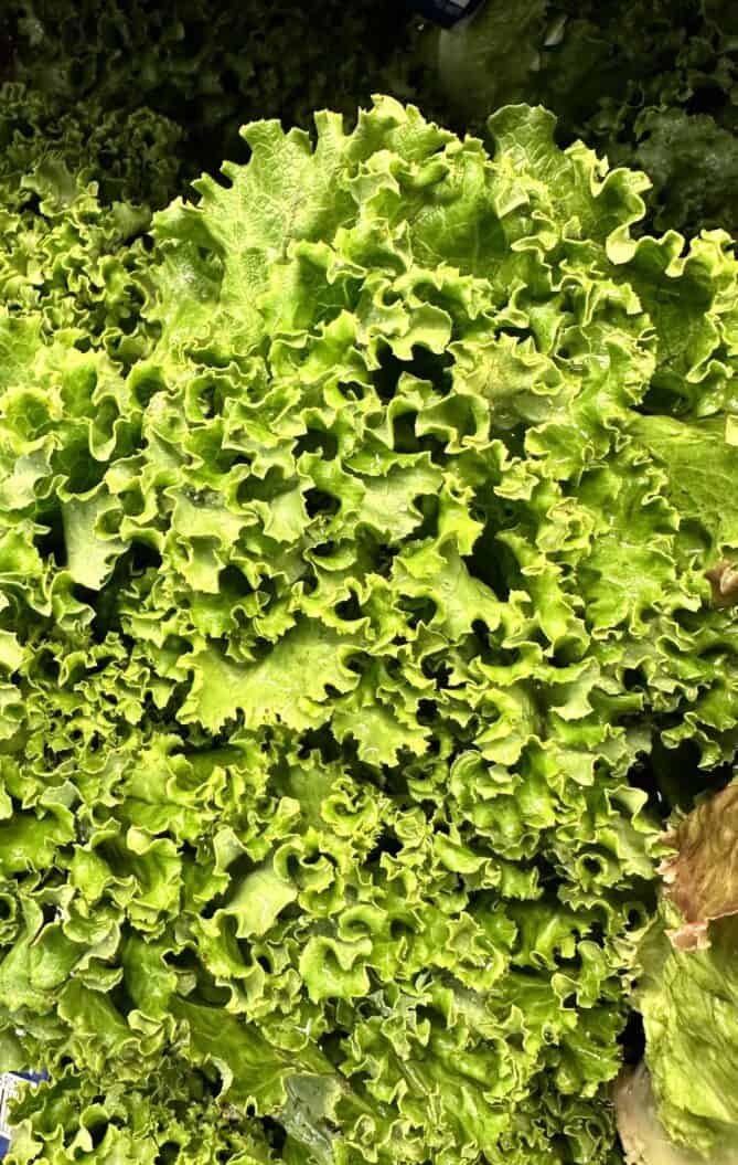 Bunches of green lettuce