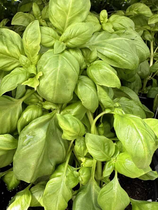 A closeup of a basil plant