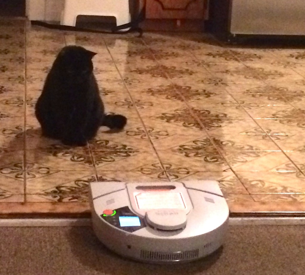 Cat vs. Vac